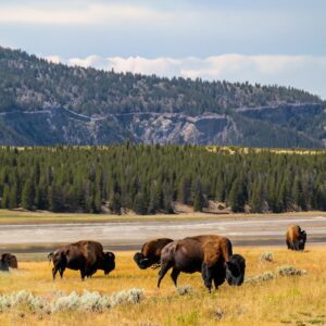 Picture of animals in a park as a budget friendly vacation ideas