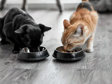 Best Diet Plans for Pets: